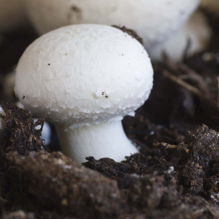 White Button Mushroom Seeds