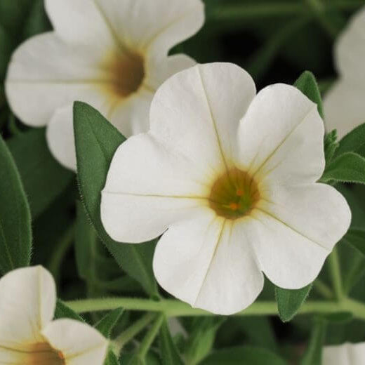 White Calibrachoa Seeds