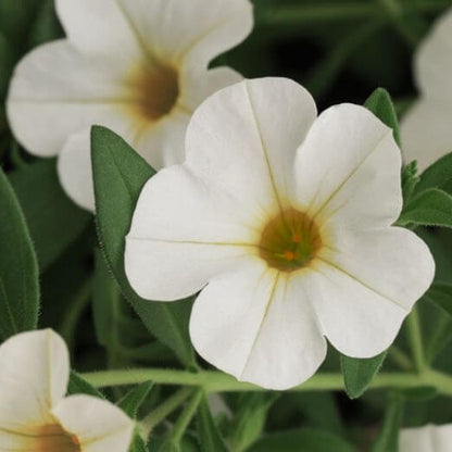 White Calibrachoa Seeds