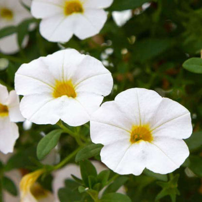 White Calibrachoa Seeds