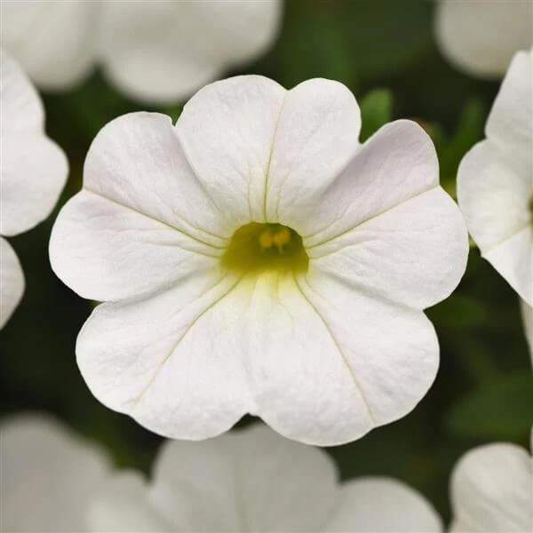 White Calibrachoa Seeds