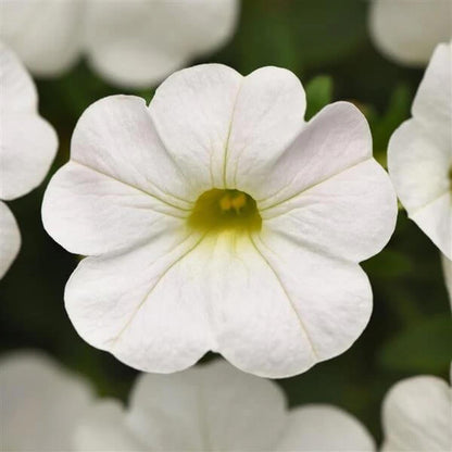 White Calibrachoa Seeds