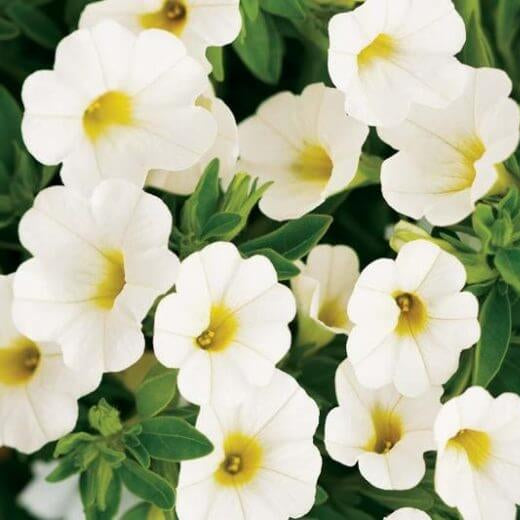 White Calibrachoa Seeds