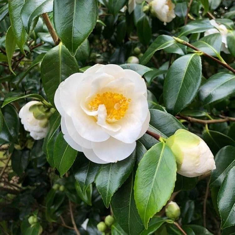 White Camellia Flores Seeds 