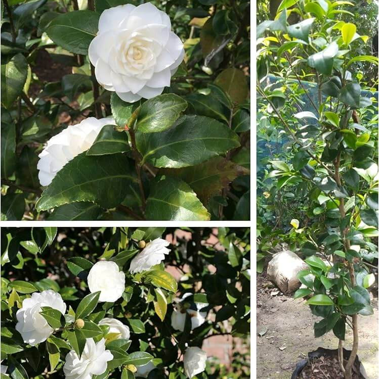 White Camellia Flores Seeds 