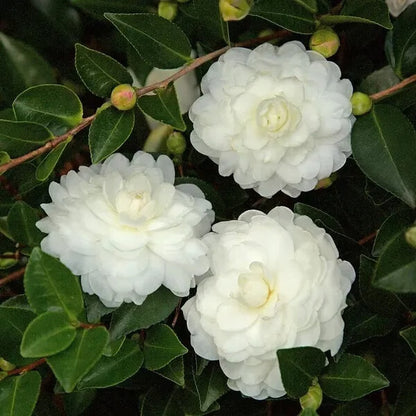 White Camellia Flores Seeds 