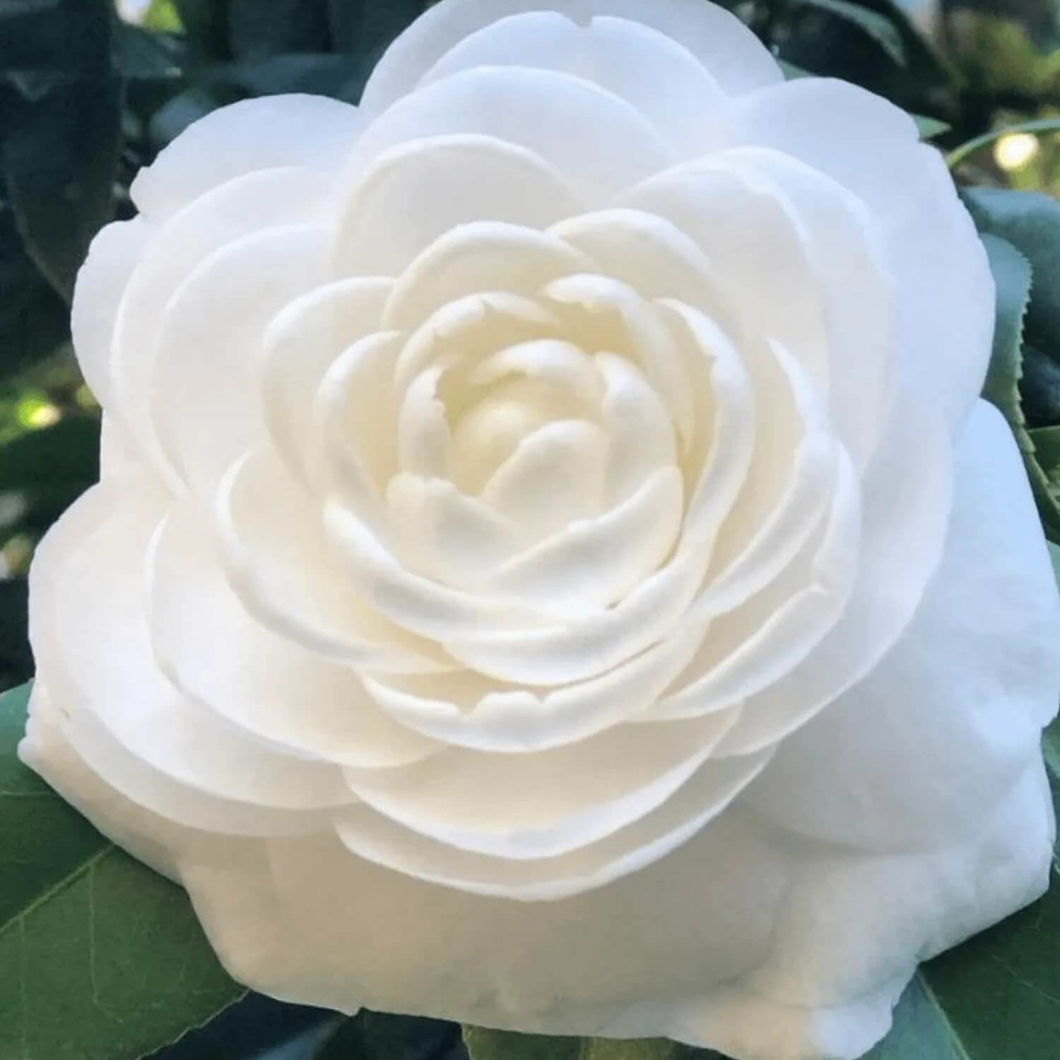 White Camellia Flores Seeds 