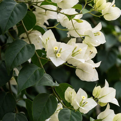 White Cascade Bougainvillea Seeds