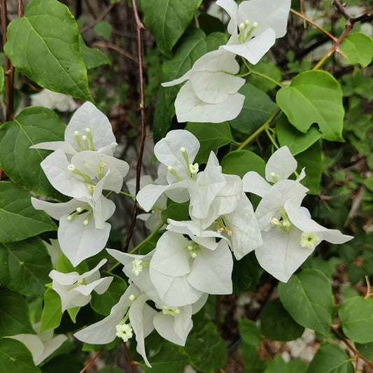 White Cascade Bougainvillea Seeds