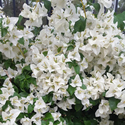 White Cascade Bougainvillea Seeds