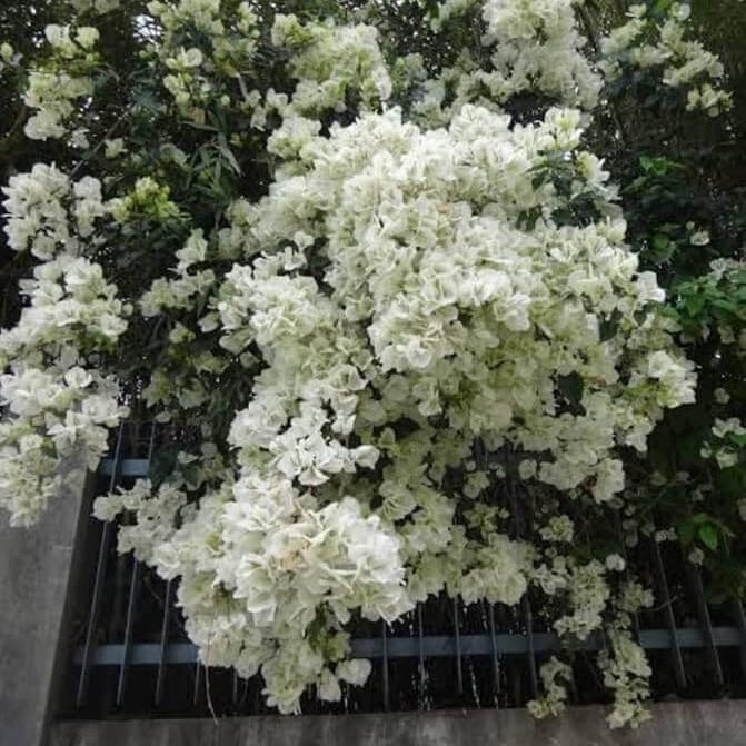 White Cascade Bougainvillea Seeds