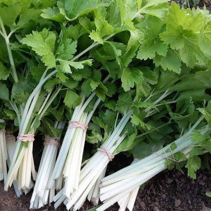 White Celery Seeds