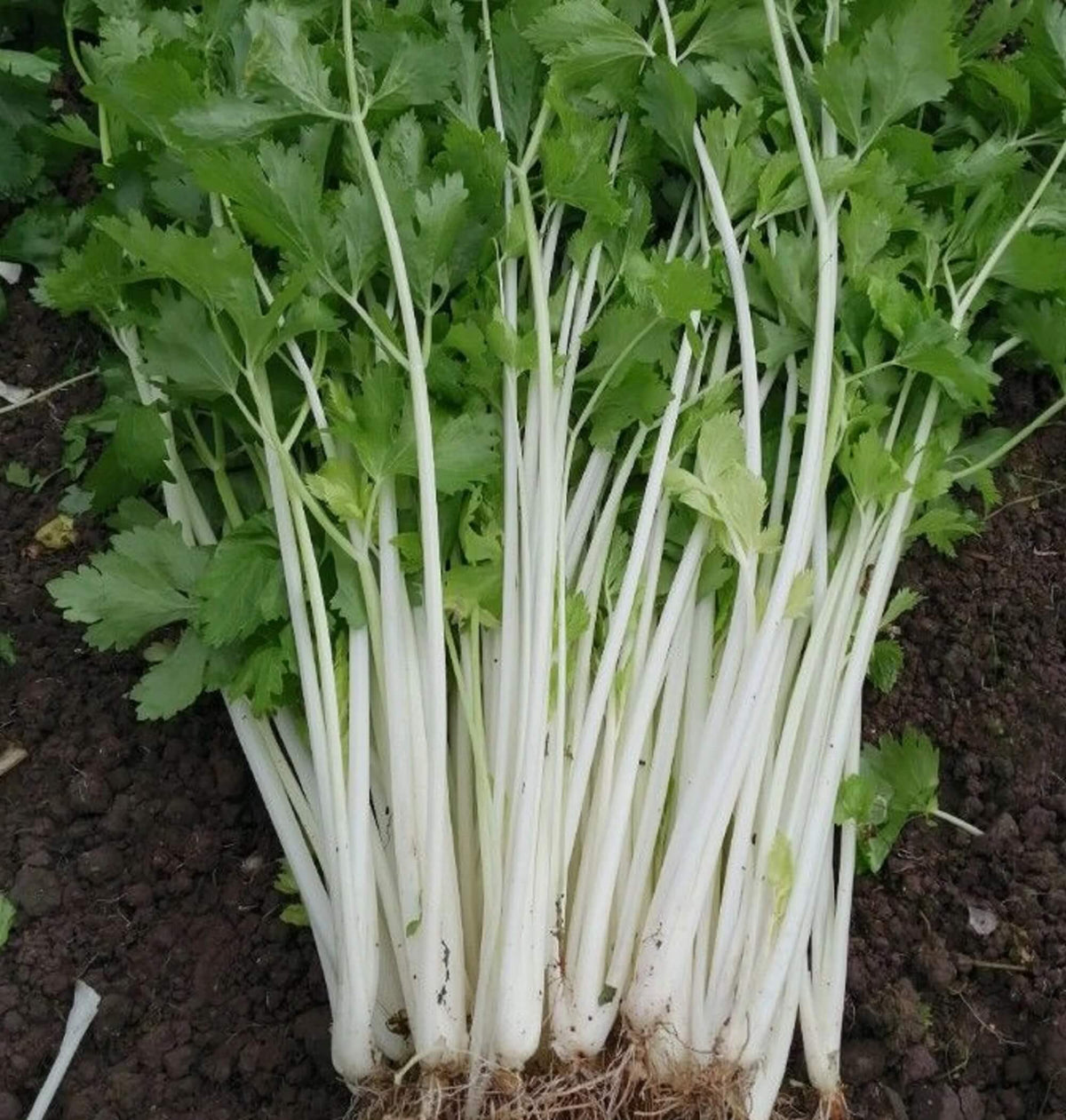 White Celery Seeds