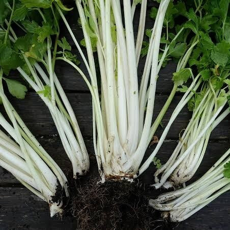 White Celery Seeds