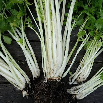 White Celery Seeds