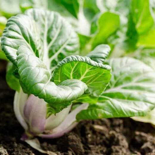 White Choi Bok Choy Seeds
