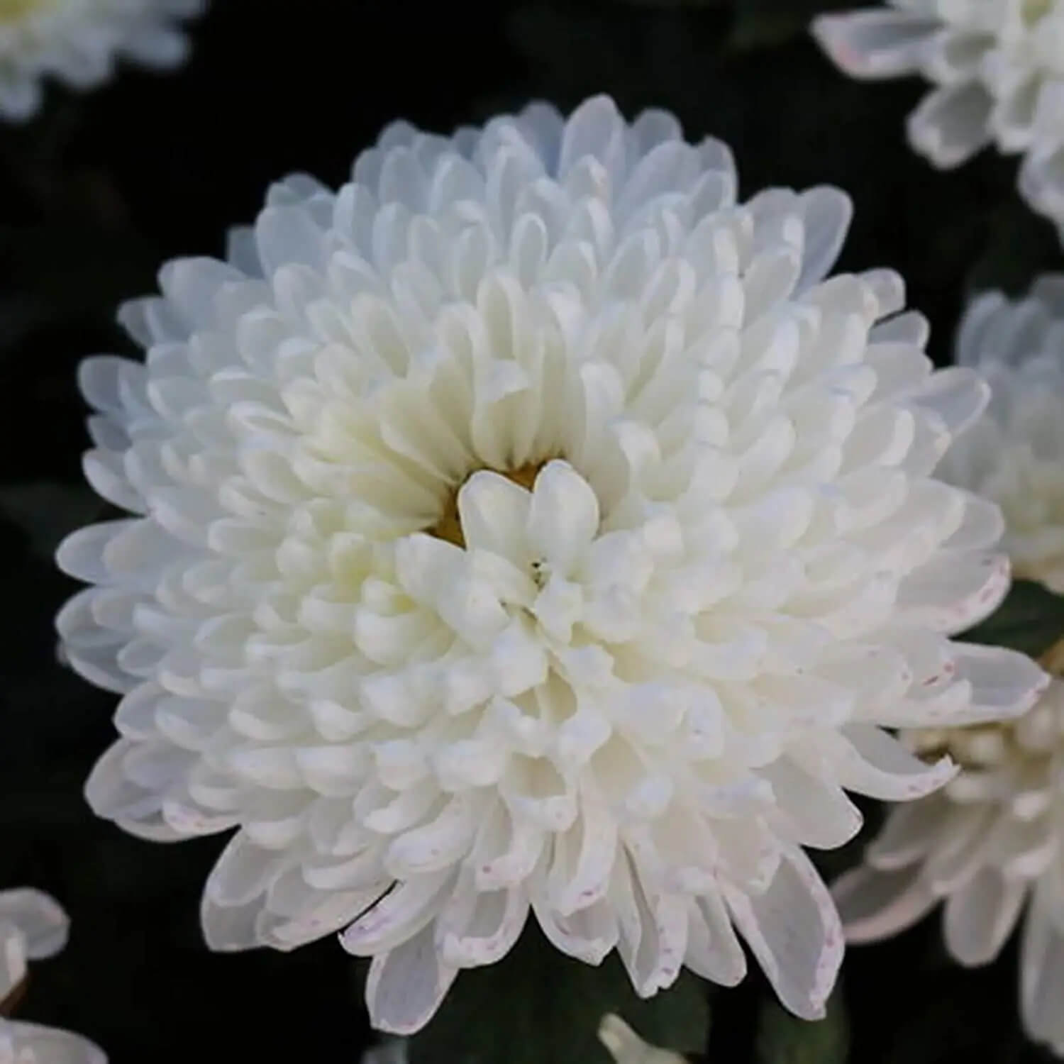 White Chrysanthemum Seeds