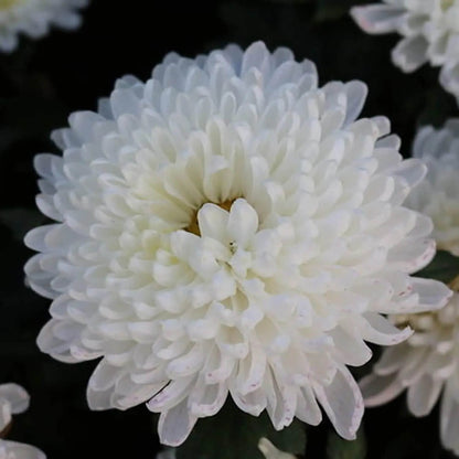 White Chrysanthemum Seeds