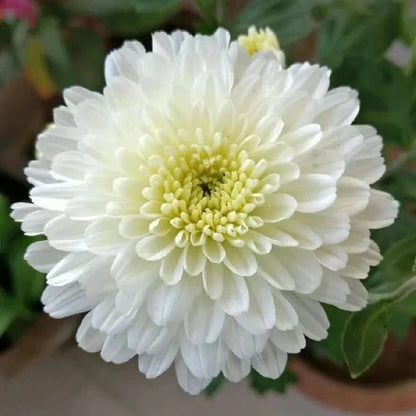 White Chrysanthemum Seeds