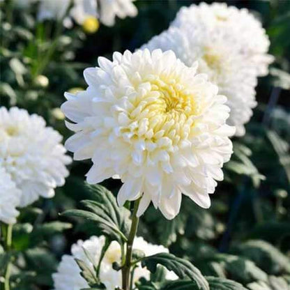 White Chrysanthemum Seeds