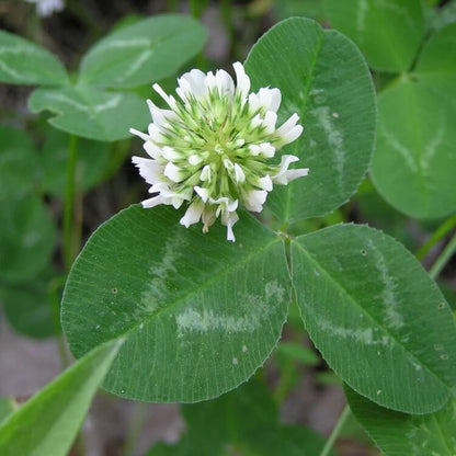 White Clover Seeds