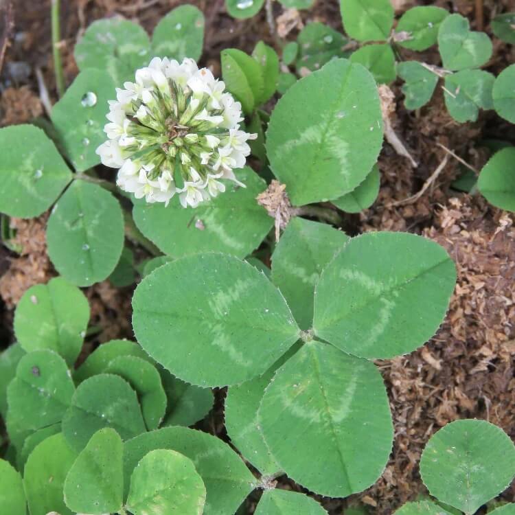 White Clover Seeds