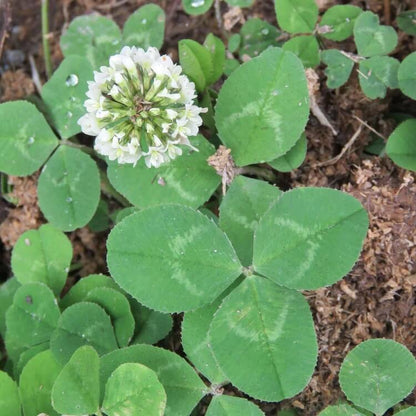 White Clover Seeds