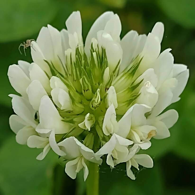 White Clover Seeds