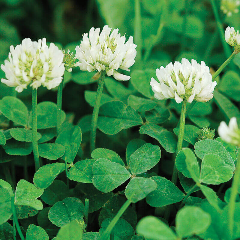 White Clover Seeds - Herbal Plant