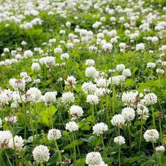 White Clover Seeds - Herbal Plant