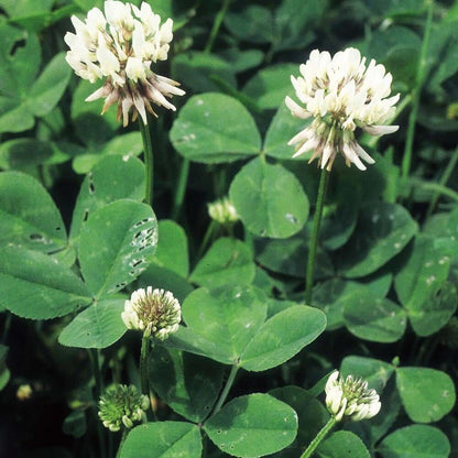 White Clover Seeds - Herbal Plant