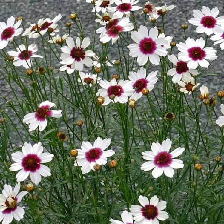 White Coreopsis Seeds