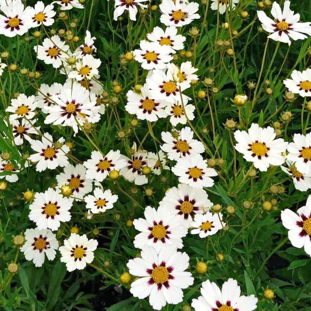White Coreopsis Seeds