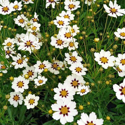 White Coreopsis Seeds