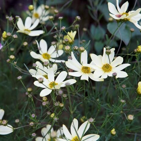 White Coreopsis Seeds