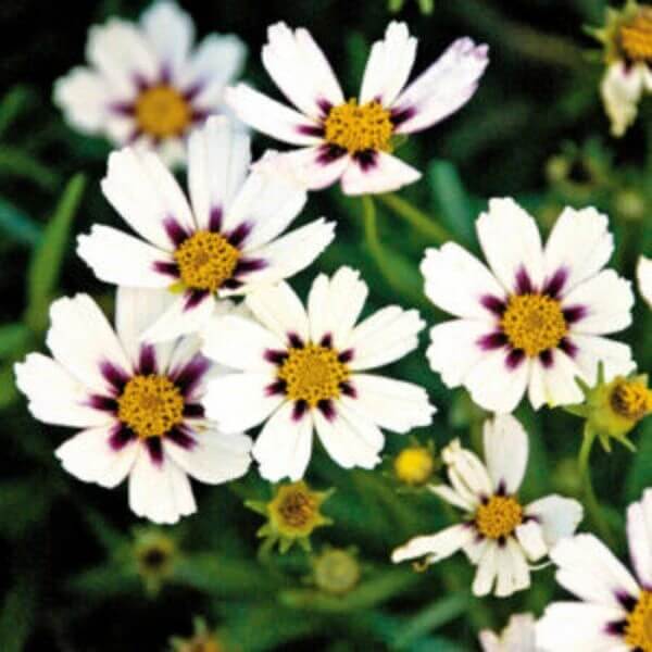White Coreopsis Seeds