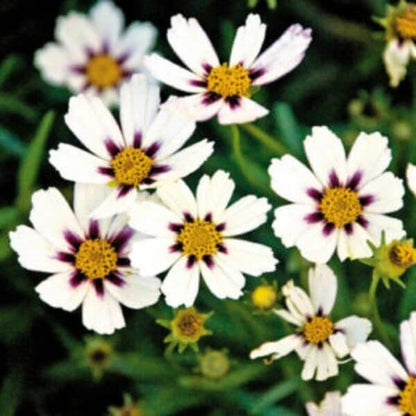 White Coreopsis Seeds