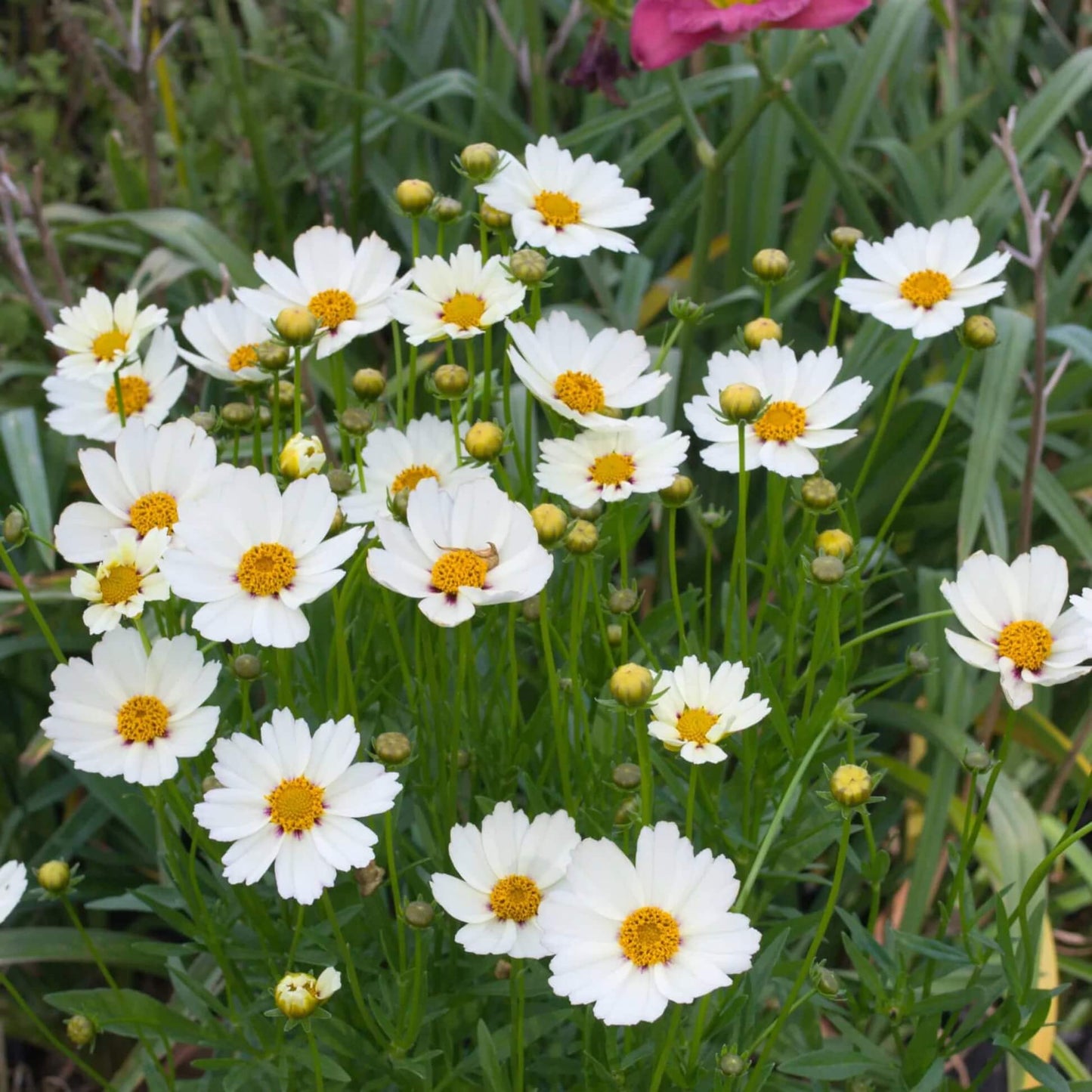 White Coreopsis Seeds