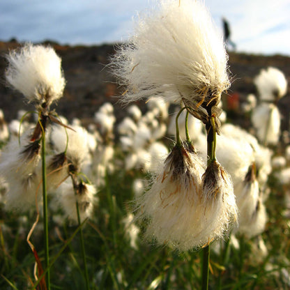 White Cotton Seeds