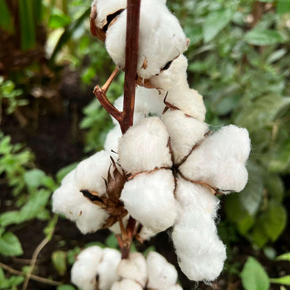 White Cotton Seeds