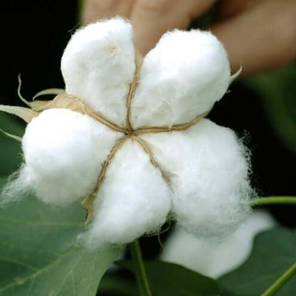 White Cotton Seeds