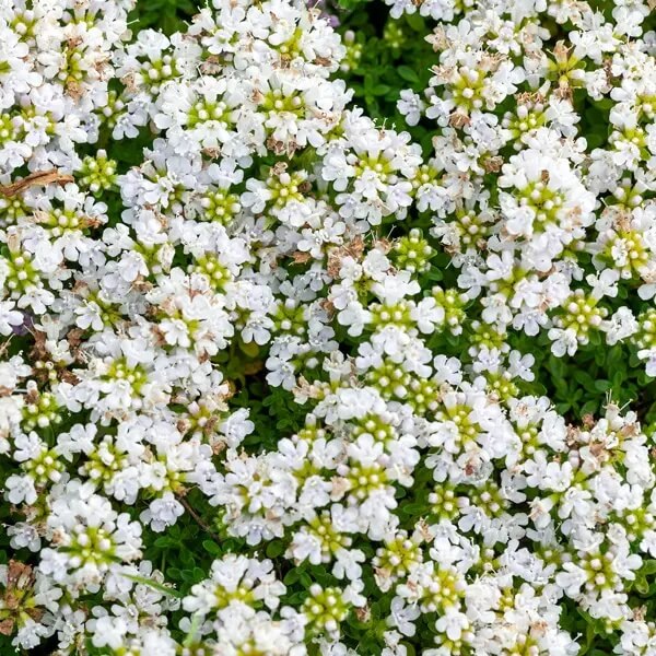 White Creeping Thyme Seeds