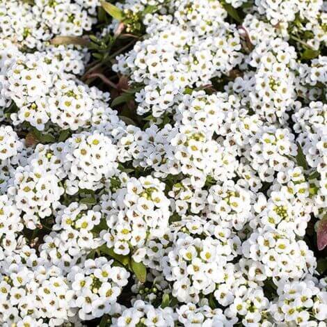 White Creeping Thyme Seeds