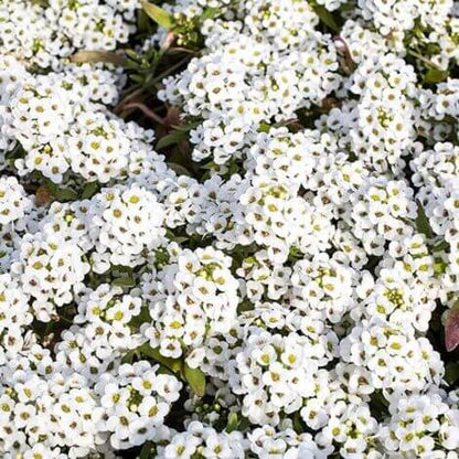 White Creeping Thyme Seeds