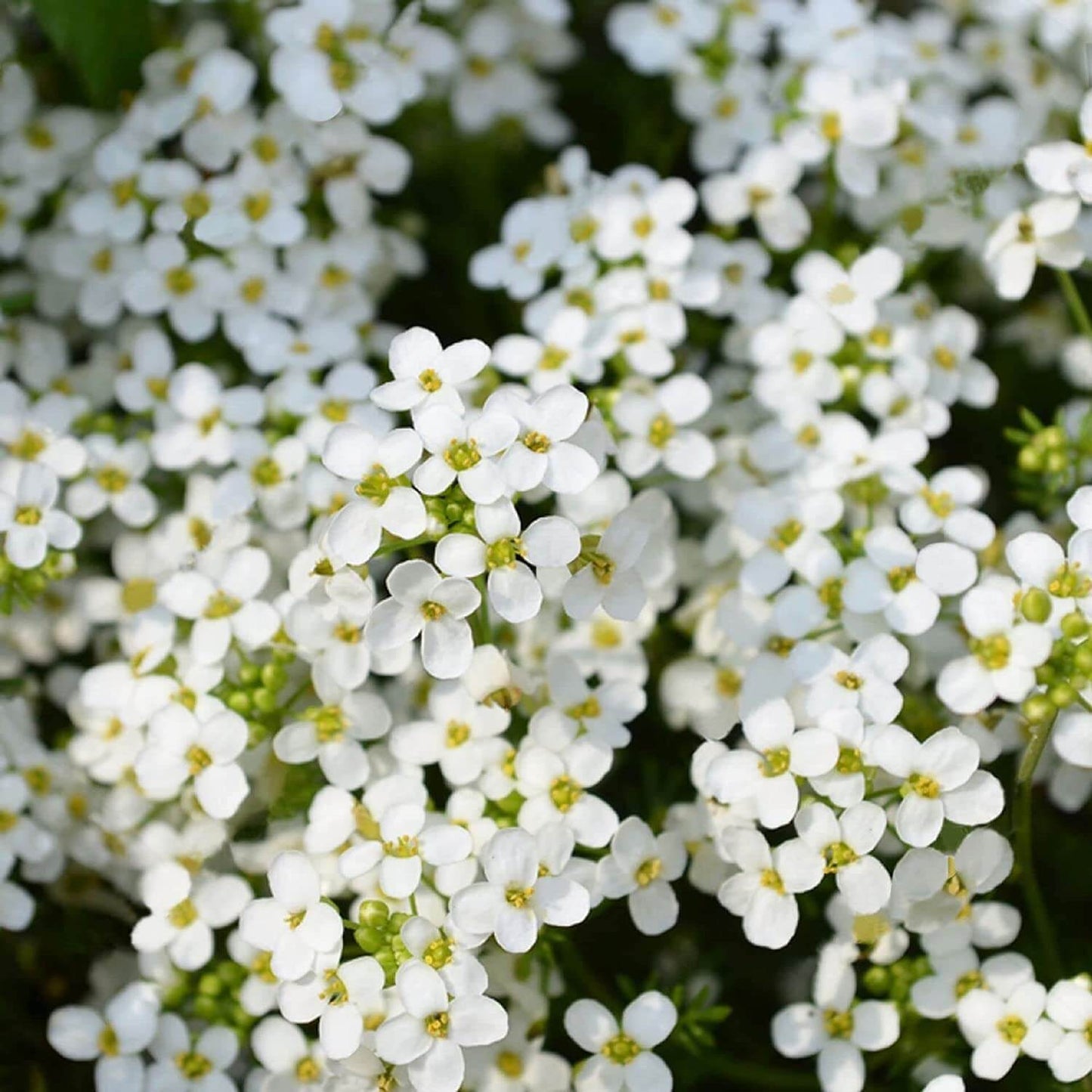 White Creeping Thyme Seeds