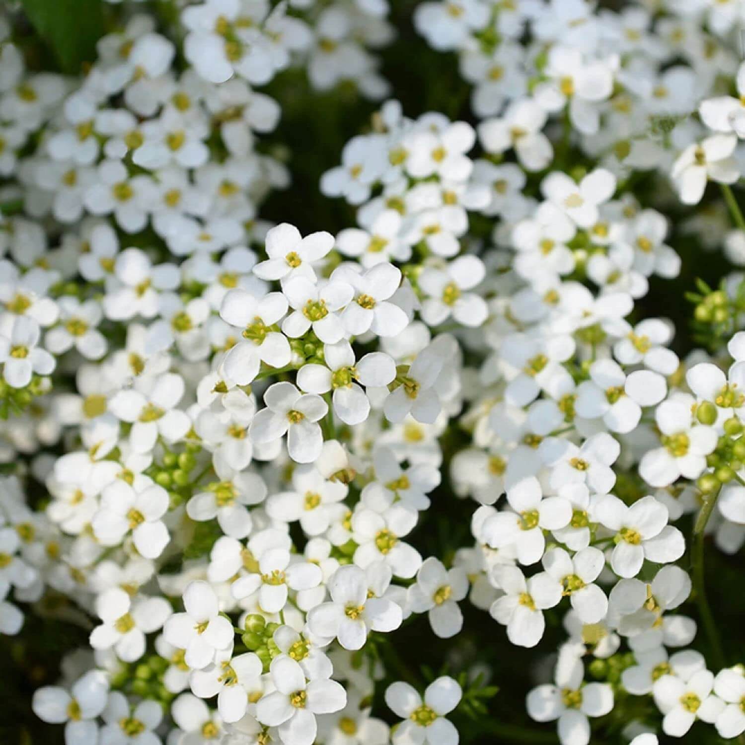 White Creeping Thyme Seeds
