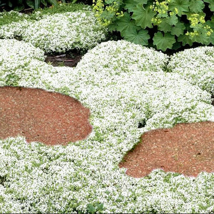 White Creeping Thyme Seeds - Herbal Plant