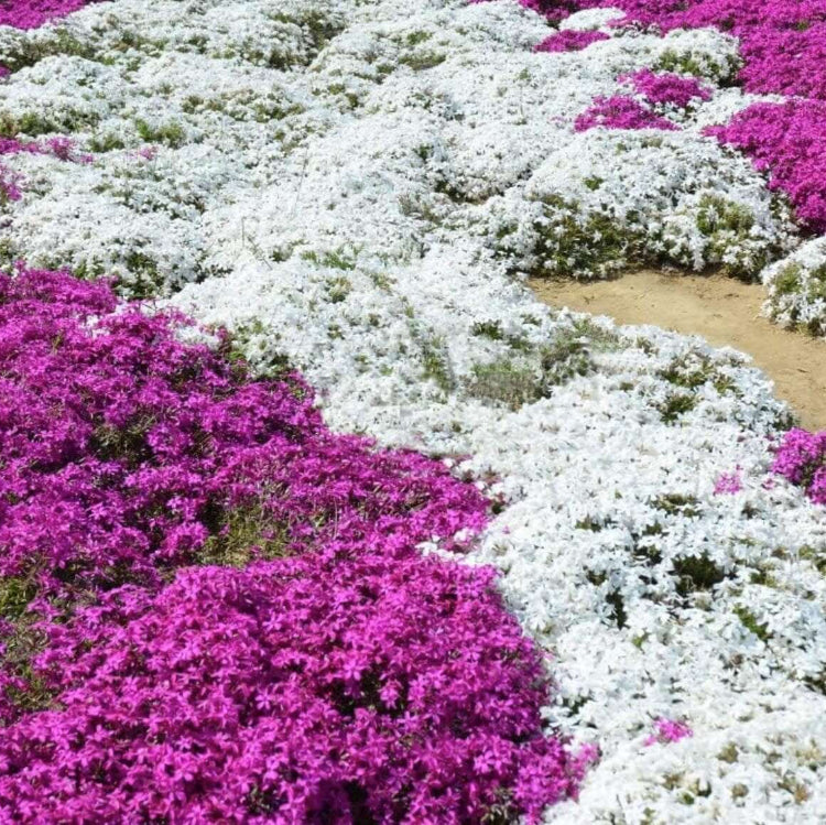 White Creeping Thyme Seeds - Herbal Plant