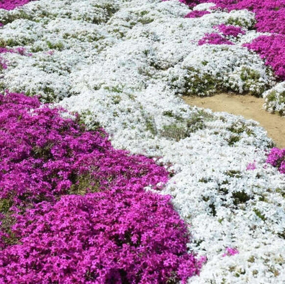 White Creeping Thyme Seeds - Herbal Plant