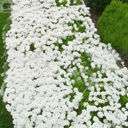 White Creeping Thyme Seeds - Herbal Plant